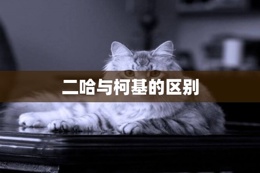 二哈與柯基的區別