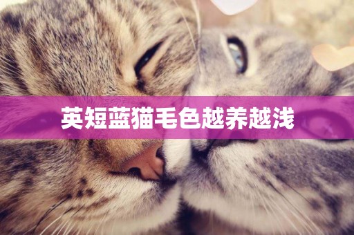 英短藍貓毛色越養越淺
