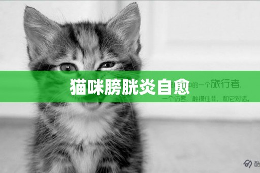 貓咪膀胱炎自愈