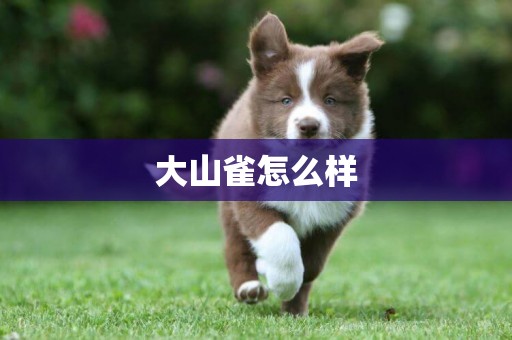 大山雀怎么樣