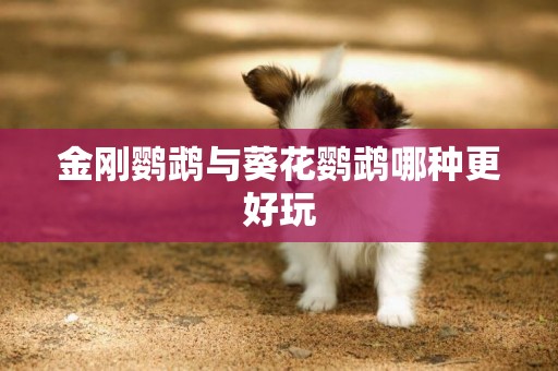 金剛鸚鵡與葵花鸚鵡哪種更好玩