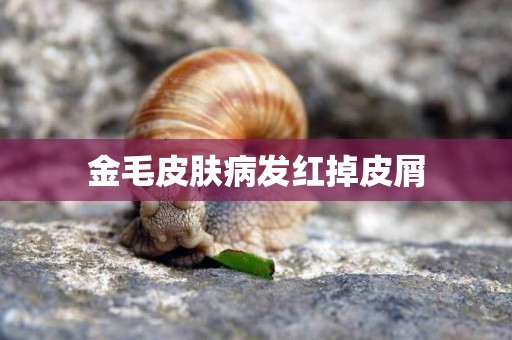 金毛皮膚病發紅掉皮屑