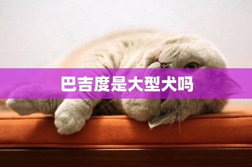 巴吉度是大型犬嗎