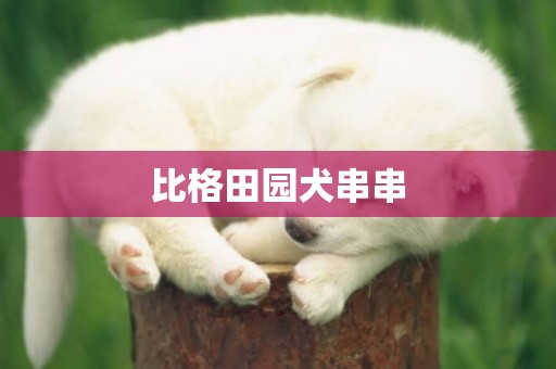 比格田園犬串串