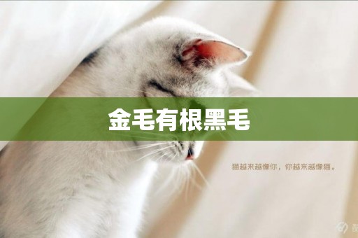 金毛有根黑毛