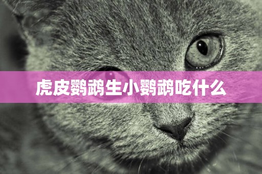 虎皮鸚鵡生小鸚鵡吃什么