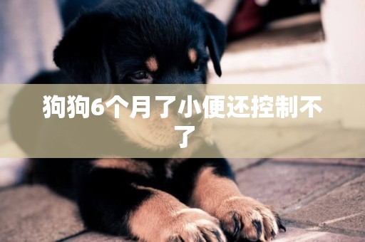 狗狗6個月了小便還控制不了