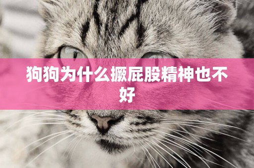 狗狗為什么撅屁股精神也不好