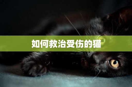 如何救治受傷的貓