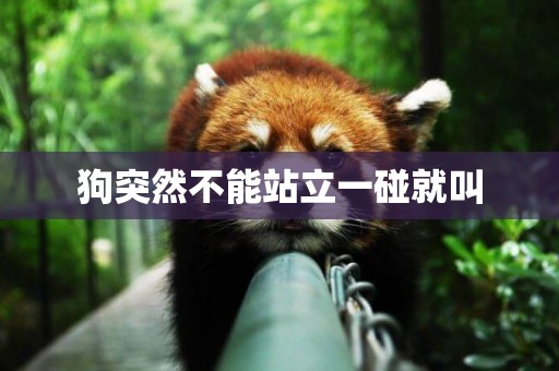 狗突然不能站立一碰就叫