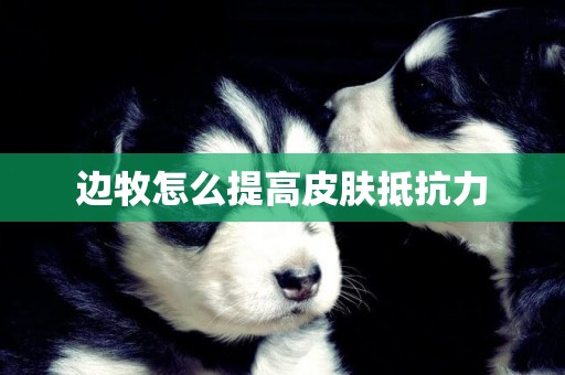 邊牧怎么提高皮膚抵抗力