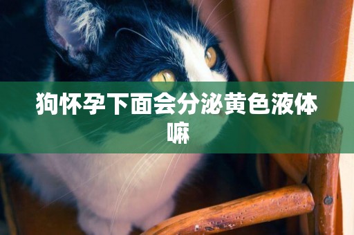 狗懷孕下面會分泌黃色液體嘛