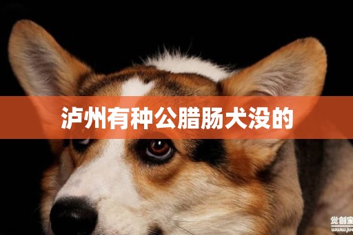 瀘州有種公臘腸犬沒的