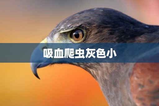 吸血爬蟲灰色小