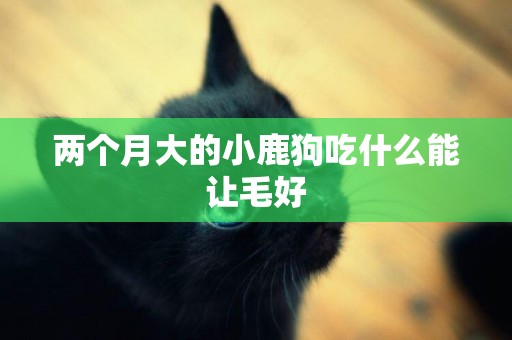 兩個月大的小鹿狗吃什么能讓毛好