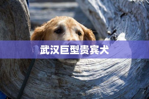 武漢巨型貴賓犬