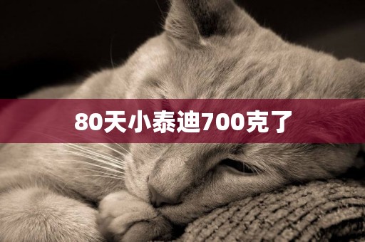 80天小泰迪700克了