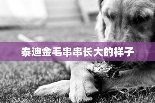 泰迪金毛串串長大的樣子
