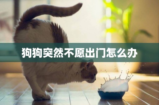 狗狗突然不愿出門怎么辦