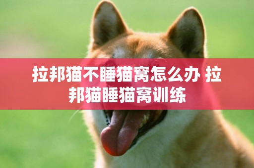 拉邦貓不睡貓窩怎么辦 拉邦貓睡貓窩訓練