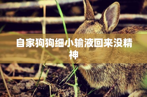 自家狗狗細小輸液回來沒精神