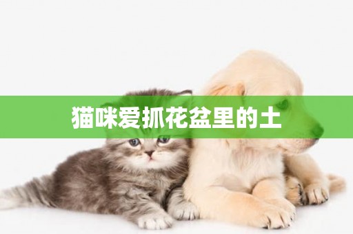 貓咪愛抓花盆里的土
