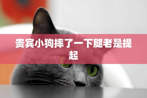 貴賓小狗摔了一下腿老是提起