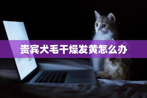 貴賓犬毛干燥發黃怎么辦