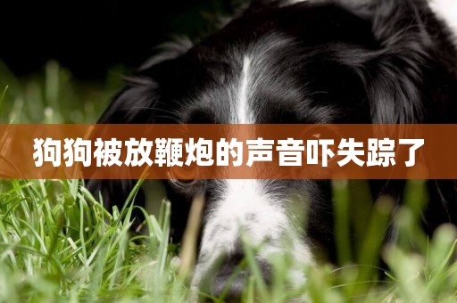 狗狗被放鞭炮的聲音嚇失蹤了