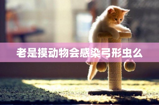 老是摸動物會感染弓形蟲么