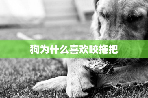 狗為什么喜歡咬拖把