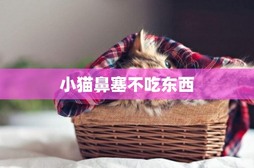 小貓鼻塞不吃東西