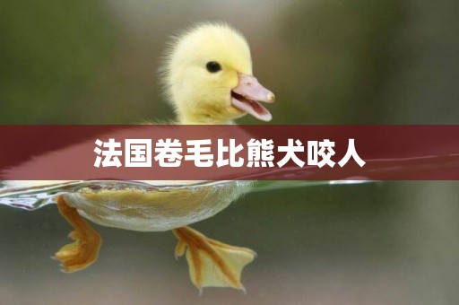 法國卷毛比熊犬咬人