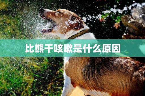 比熊干咳嗽是什么原因