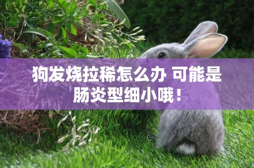 狗發燒拉稀怎么辦 可能是腸炎型細小哦！