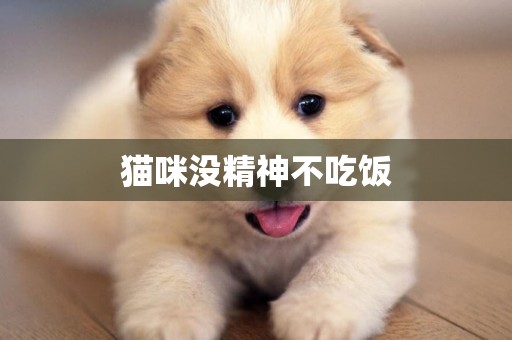貓咪沒精神不吃飯