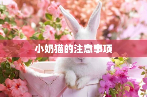 小奶貓的注意事項