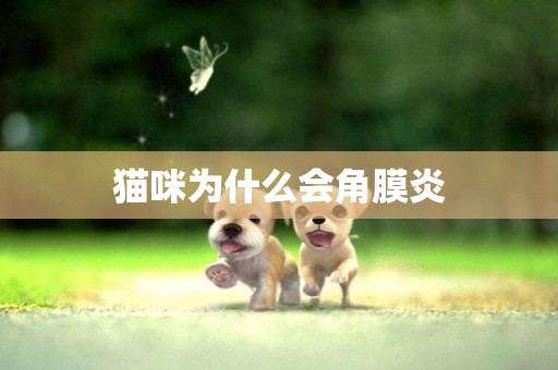貓咪為什么會角膜炎