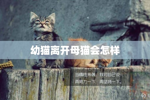 幼貓離開母貓會怎樣