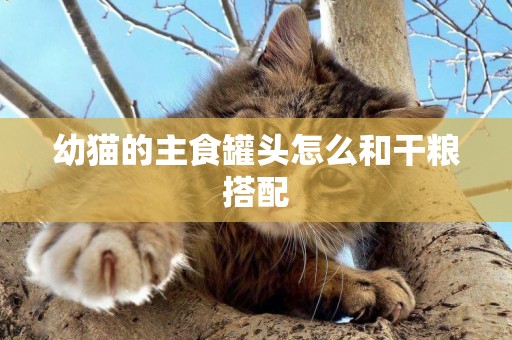 幼貓的主食罐頭怎么和干糧搭配