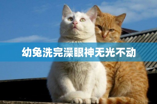 幼兔洗完澡眼神無光不動