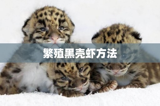 繁殖黑殼蝦方法