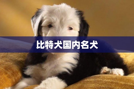 比特犬國內名犬