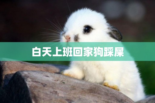 白天上班回家狗踩屎