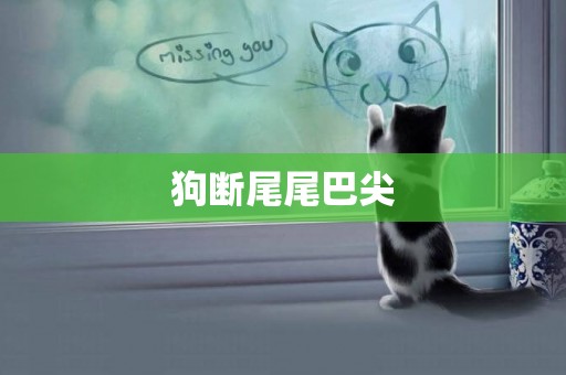 狗斷尾尾巴尖