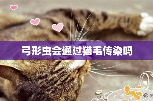 弓形蟲會通過貓毛傳染嗎