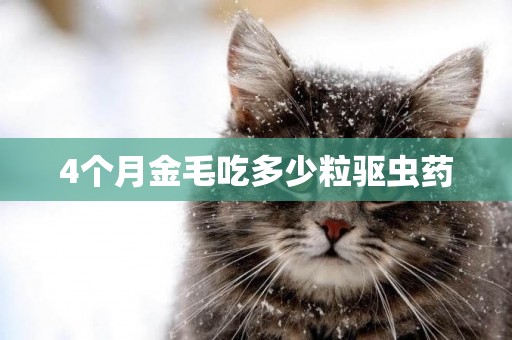 4個月金毛吃多少粒驅蟲藥