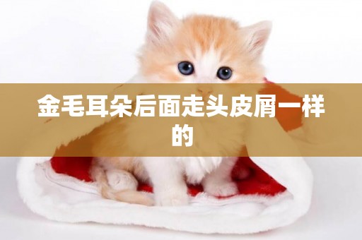 金毛耳朵后面走頭皮屑一樣的