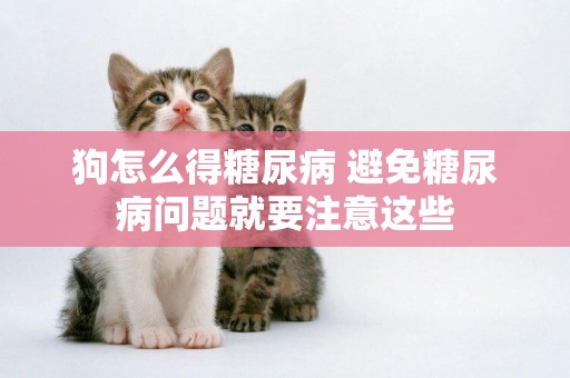 狗怎么得糖尿病 避免糖尿病問題就要注意這些