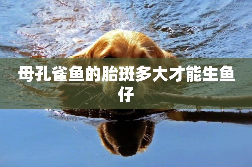 母孔雀魚的胎斑多大才能生魚仔